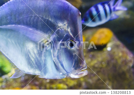 Lookdown fish Selene vomer swimming in a coral reef aquarium. Lookdown fish Selene vomer swimming in a coral reef aquarium. 138208813