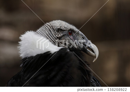 Close-up of a female Andean condor's profile Close-up of a female Andean condor's profile 138208922
