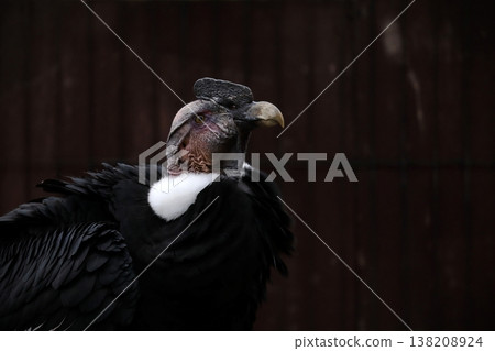 一隻雄性安地斯神鷹，昂首挺胸，側身而立。 138208924