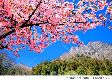 河津櫻花和妙義山 138209077