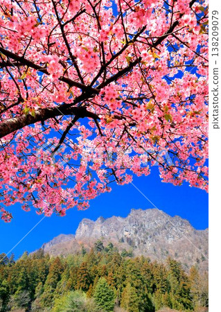 河津櫻花和妙義山 138209079