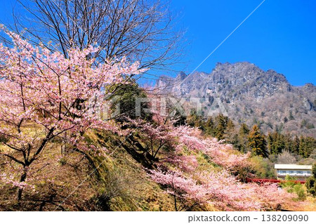 河津櫻花和妙義山 138209090