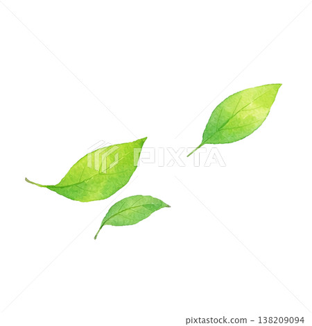 Simple material of fresh green leaves, natural plant image, spring/early summer green design, white background 138209094