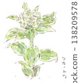 A watercolor illustration of the spring plant, butterbur flower (fukinotou). 138209578