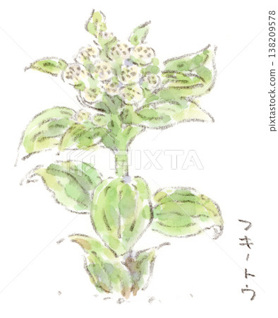 一幅描繪春季植物款冬花（fukinotou）的水彩插圖。 138209578