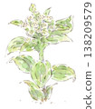 A watercolor illustration of the spring plant, butterbur flower (fukinotou). 138209579