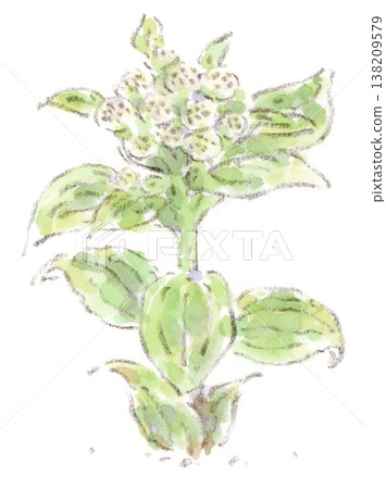 一幅描繪春季植物款冬花（fukinotou）的水彩插圖。 138209579