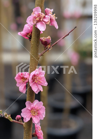 Flowering peach blossoms Flowering peach blossoms 138209998