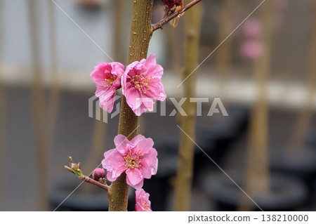 Flowering peach blossoms Flowering peach blossoms 138210000