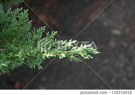 Garden tree: Juniper Garden tree: Juniper 138210018