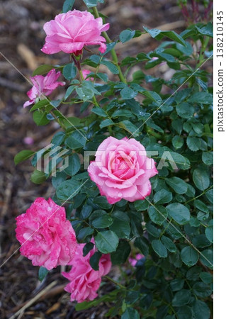 位於長野縣榊町的榊千曲川玫瑰公園，是一座坐落在千曲川岸邊，群山環繞的美麗玫瑰公園。 138210145