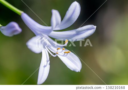 Love Flower Agapanthus Love Flower Agapanthus 138210168