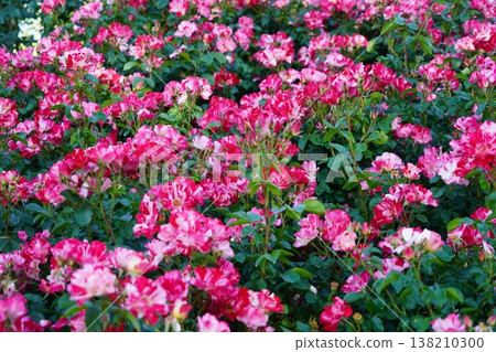 Sakaki Chikuma River Rose Park in Sakaki Town, Nagano Prefecture, is a beautiful rose park located on the banks of the Chikuma River, surrounded by mountains. 138210300