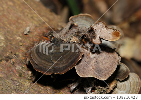 混合林中生長著顏色暗淡、密集的*Athyrium sarmentosum*蘑菇（菌蓋和菌孔表面 - 野生真菌的微距攝影）。 138210428