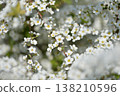 Spiraea thunbergii (a mix of buds, fully open flowers, and flowers just beginning to bloom) 138210596