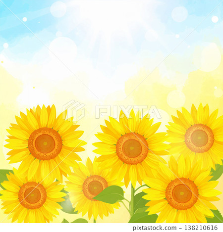 sunflower sunflower 138210616