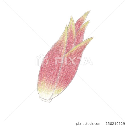 Illustration of myoga Illustration of myoga 138210629