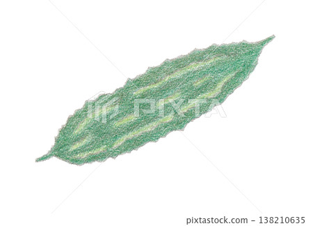 Illustration of bitter melon Illustration of bitter melon 138210635