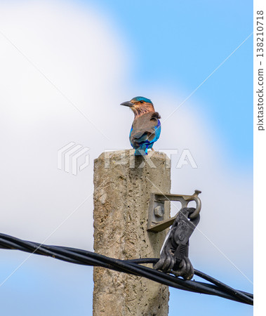An Indian roller (Coracias benghalensis) perches on a concrete utility pole with electric wires against a clear blue sky 138210718