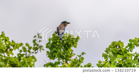 An Indian roller perches atop a leafy tree canopy against a clear blue sky 138210719