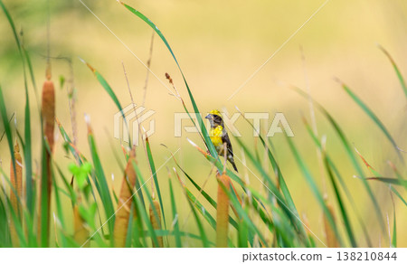 A male Baya Weaver sings from a cattail reed in a sunlit wetland marsh with soft golden bokeh and lush green grasses in the background 138210844
