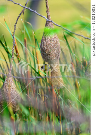 A Baya weaver bird actively weaves its intricate hanging nest among tall cattail reeds and grasses. Remarkable avian craftsmanship in a grassland background under natural daylight 138210851