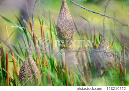 A Baya weaver bird actively weaves its intricate hanging nest among tall cattail reeds and grasses. Remarkable avian craftsmanship in a grassland background under natural daylight A Baya weaver bird actively weaves its intricate hanging nest among tall cattail reeds and grasses. Remarkable avian craftsmanship in a grassland background under natural daylight 138210852