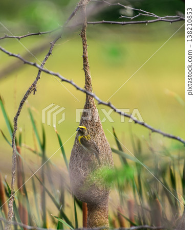 A Baya weaver bird actively weaves its intricate hanging nest among tall cattail reeds and grasses. Remarkable avian craftsmanship in a grassland background under natural daylight A Baya weaver bird actively weaves its intricate hanging nest among tall cattail reeds and grasses. Remarkable avian craftsmanship in a grassland background under natural daylight 138210853