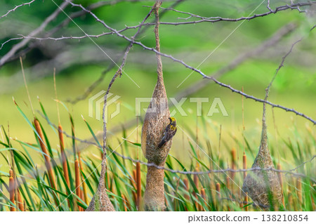 A baya weaver perches on its intricately woven hanging grass nest above cattail reed. Avian craftsmanship in a natural dry grassland habitat A baya weaver perches on its intricately woven hanging grass nest above cattail reed. Avian craftsmanship in a natural dry grassland habitat 138210854