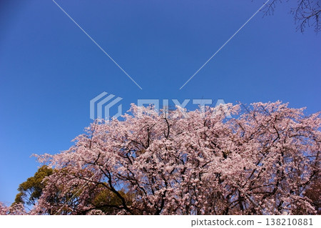 The weeping cherry blossoms at Rikugien Garden are in full bloom under a clear blue sky (2) The weeping cherry blossoms at Rikugien Garden are in full bloom under a clear blue sky (2) 138210881