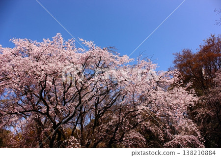 The weeping cherry blossoms at Rikugien Garden are in full bloom under a clear blue sky (5) The weeping cherry blossoms at Rikugien Garden are in full bloom under a clear blue sky (5) 138210884