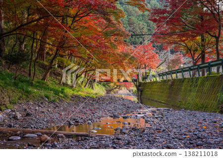 靜岡縣遠富國一宮市小國神社的秋葉 138211018