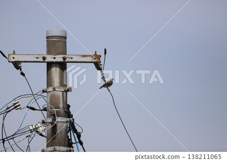 A starling singing on a utility pole. 138211065