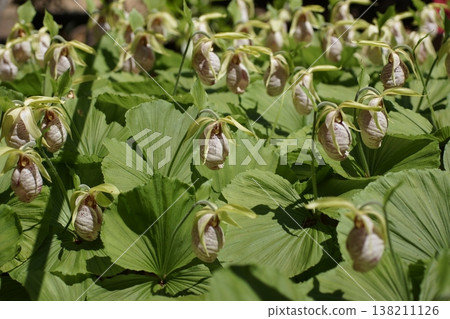 Kumagai grass, a flower with an unusual shape. Kumagai grass, a flower with an unusual shape. 138211126
