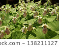 Kumagai grass, a flower with an unusual shape. 138211127