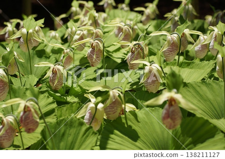 Kumagai grass, a flower with an unusual shape. Kumagai grass, a flower with an unusual shape. 138211127