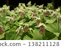 Kumagai grass, a flower with an unusual shape. 138211128