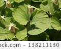 Kumagai grass, a flower with an unusual shape. 138211130