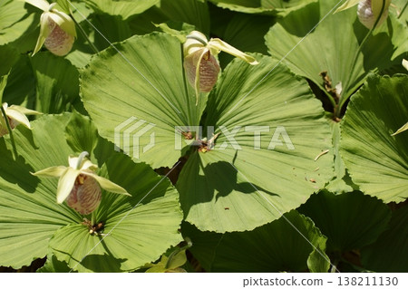 Kumagai grass, a flower with an unusual shape. 138211130