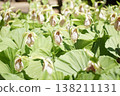 Kumagai grass, a flower with an unusual shape. 138211131