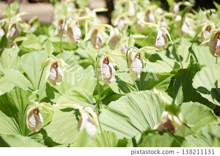 Kumagai grass, a flower with an unusual shape. 138211131