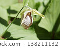 Kumagai grass, a flower with an unusual shape. 138211132
