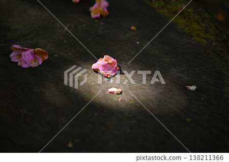 Spotlight on a tree stump Spotlight on a tree stump 138211366