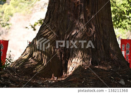 Light and shadow on the trunk 138211368