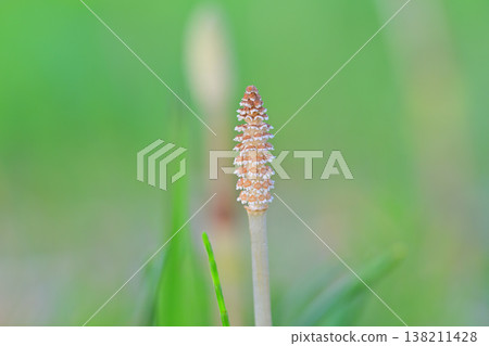 Early spring horsetails (macro) Early spring horsetails (macro) 138211428