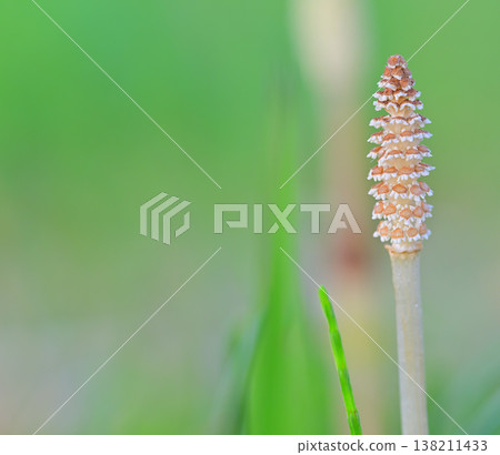 Early spring horsetails (macro) Early spring horsetails (macro) 138211433