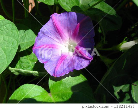 New Morning Glory Blossom Emerges From Shadows New Morning Glory Blossom Emerges From Shadows 138211455