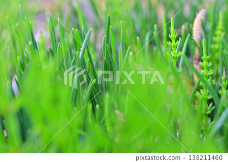 Early spring weeds (macro) Early spring weeds (macro) 138211460