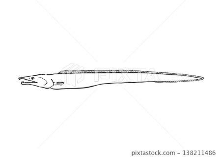 梭鰻插圖,海水魚,食用魚,向量圖,毛筆線畫,細長魚 梭鰻插圖,海水魚,食用魚,向量圖,毛筆線畫,細長魚 138211486