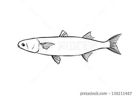Mullet illustration in a field guide style; saltwater fish; edible fish; vector; brush pen line drawing; landscape orientation; educational material. Mullet illustration in a field guide style; saltwater fish; edible fish; vector; brush pen line drawing; landscape orientation; educational material. 138211487